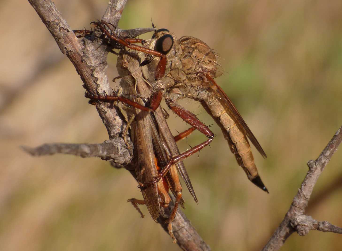 Caccia grossa